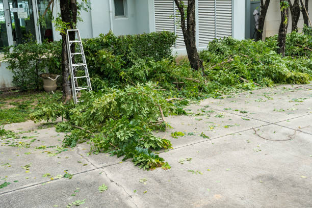 How Our Tree Care Process Works  in  Janesville, MN