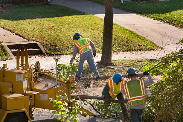 Best Fruit Tree Pruning  in Janesville, MN