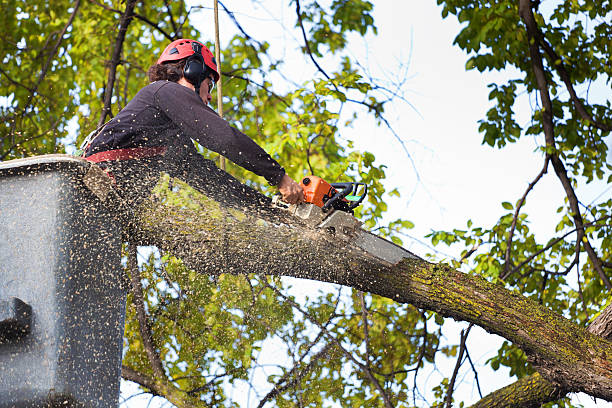 Best Firewood Processing and Delivery  in Janesville, MN