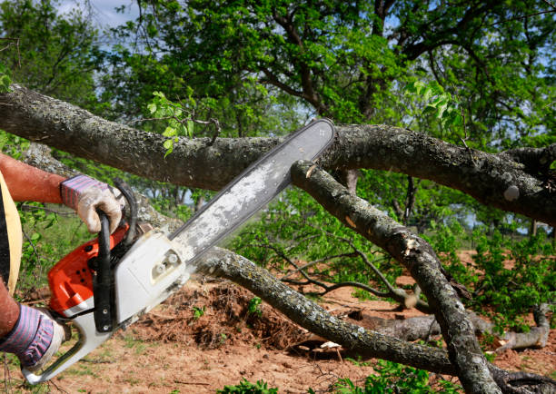 Best Lawn Grading and Leveling  in Janesville, MN